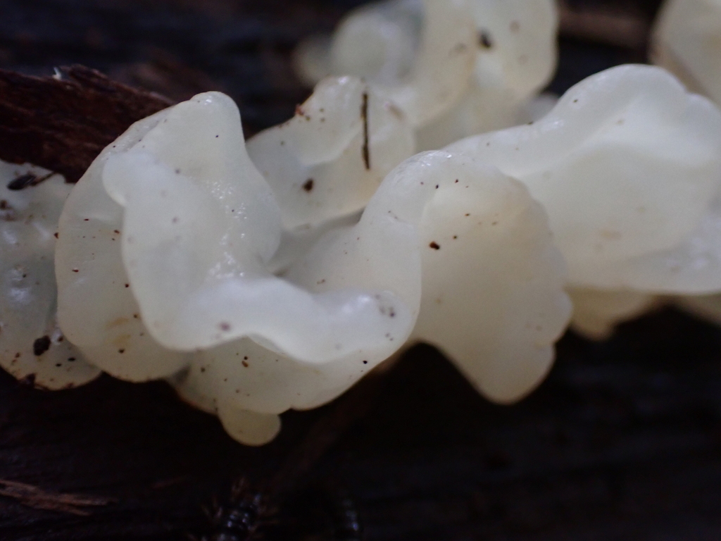white jelly fungus · August 2026 · photo: Photo: (c) SReeser, some rights reserved (CC BY) · iNaturalist