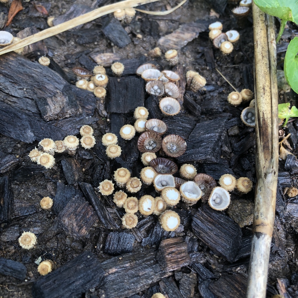fluted bird's nest fungus · August 2026 · photo: Photo: (c) Andrew Conboy, some rights reserved (CC BY) · iNaturalist