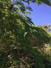 Albizia inundata