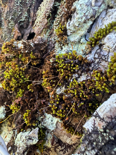 Macromitrium observed 2026-08-06