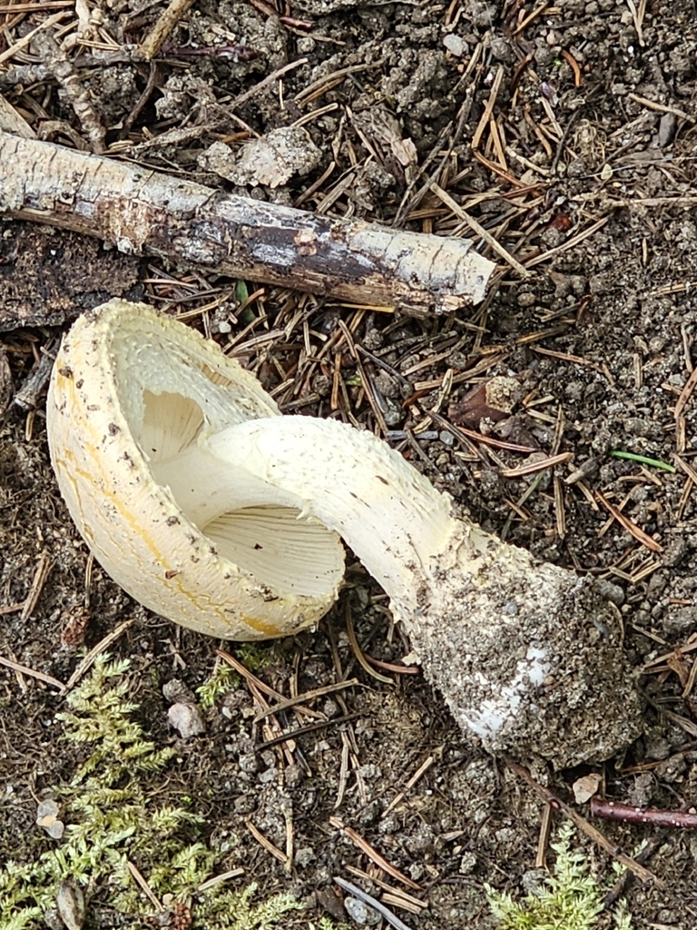 Salmon Amanita