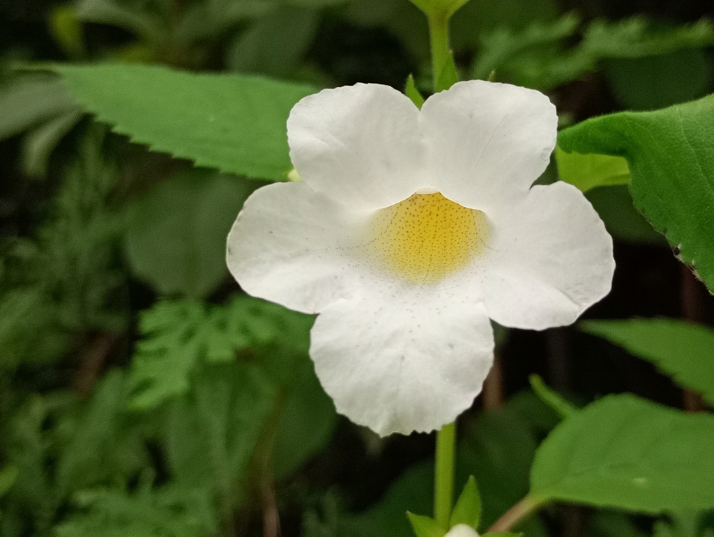 Achimenes dulcis (Achimenes dulcis)