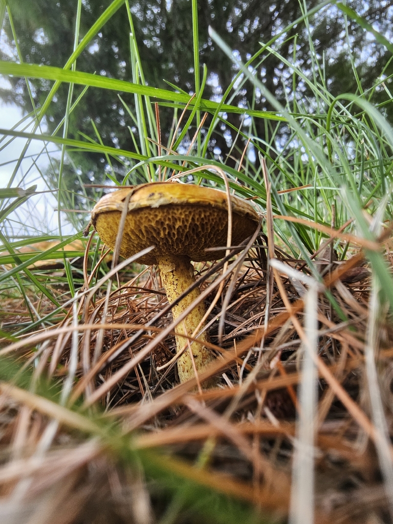 Chicken Fat Mushroom · August 2026 · photo: Photo: no rights reserved · iNaturalist