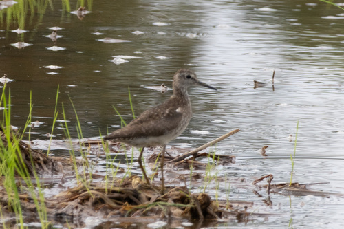 Wood Sandpiper
