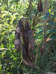 Albizia inundata