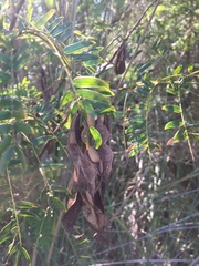 Albizia inundata