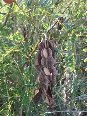 Albizia inundata