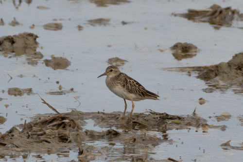 Long-toed Stint