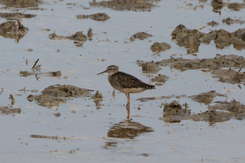 Wood Sandpiper
