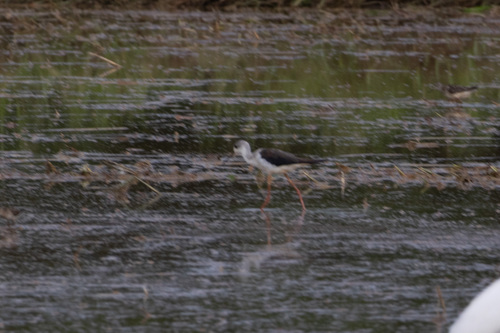 Black-winged Stilt