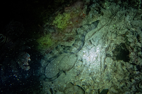 Gymnothorax enigmaticus observed 2026-05-13