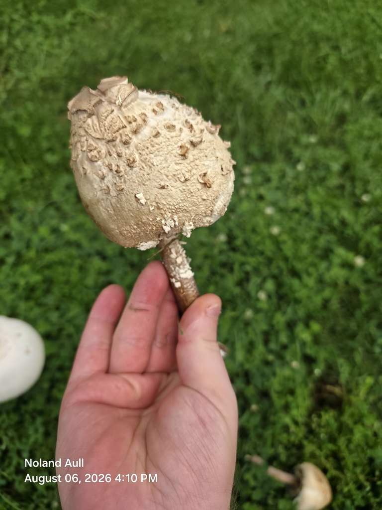 Green-spored Parasol · August 2026 · photo: Photo: (c) Noland Aull, some rights reserved (CC BY) · iNaturalist