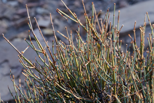 Ephedra torreyana, photograph 6