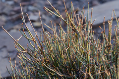 Ephedra torreyana, photograph (c) Daughter Dad, some rights reserved (CC BY)