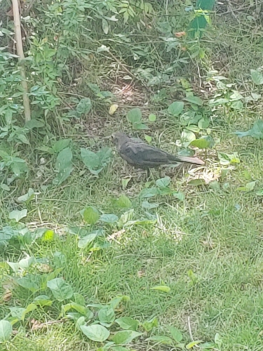 Chinese Blackbird