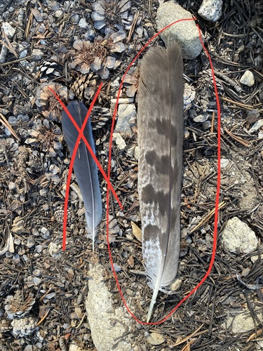 iNaturalist observation photo of American Goshawk