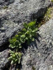 Micranthes virginiensis