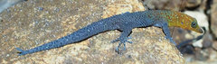 Sphaerodactylus copei cataplexis