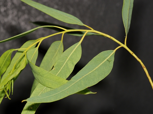 Eucalyptus phoenicea, photograph 1