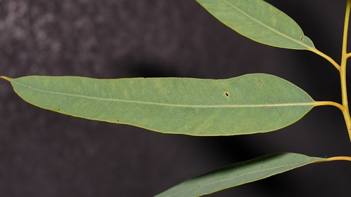 Eucalyptus phoenicea, photograph 2