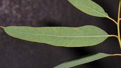 Eucalyptus phoenicea, photograph (c) Roland Muench, some rights reserved (CC BY)
