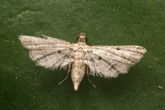 Sufetula