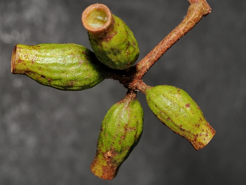 Eucalyptus phoenicea, photograph 3