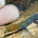 Gecko Haitiano de Cope - Photo (c) Olivier Testa, algunos derechos reservados (CC BY-NC-ND), subido por Olivier Testa