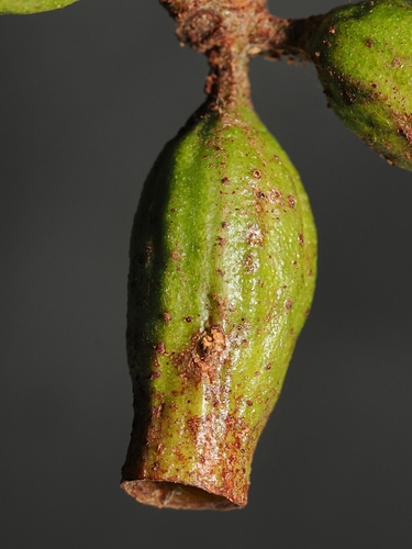 Eucalyptus phoenicea, photograph 4