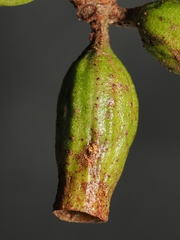Eucalyptus phoenicea, photograph (c) Roland Muench, some rights reserved (CC BY)