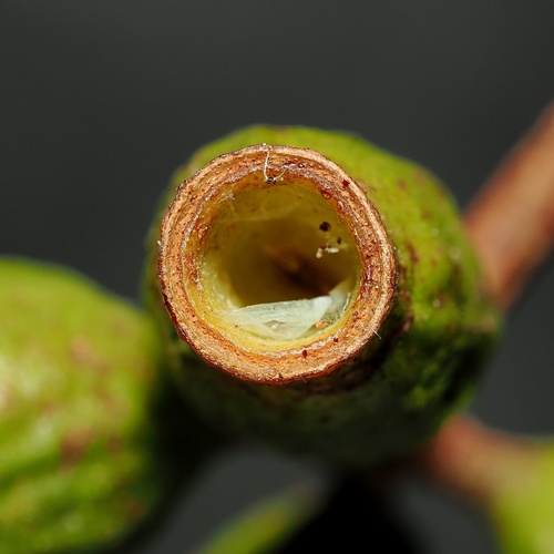 Eucalyptus phoenicea, photograph 5