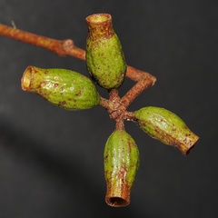 Eucalyptus phoenicea, photograph (c) Roland Muench, some rights reserved (CC BY)