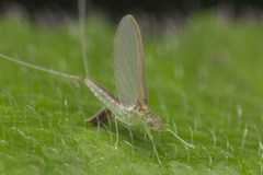 Cloeon bengalense