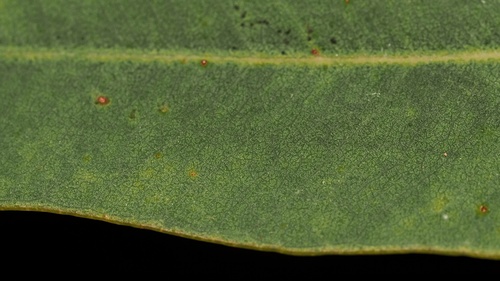 Eucalyptus phoenicea