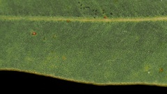 Eucalyptus phoenicea