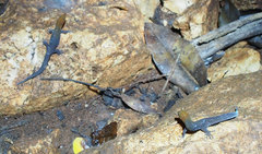 Sphaerodactylus copei cataplexis