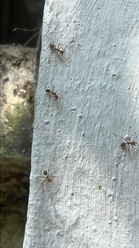 Asian Weaver Ant