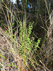 Gonocarpus teucrioides