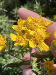 author not stated, no rights reserved Eriophyllum confertiflorum, photograph author not stated, no rights reserved