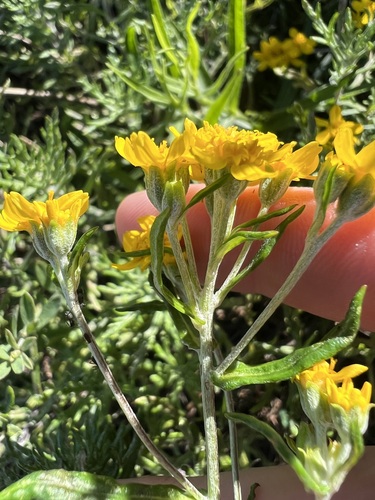 Eriophyllum confertiflorum, photograph 2
