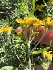 author not stated, no rights reserved Eriophyllum confertiflorum, photograph author not stated, no rights reserved