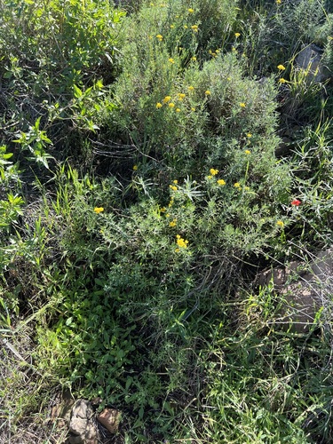 Eriophyllum confertiflorum, photograph 1
