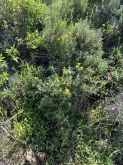 author not stated, no rights reserved Eriophyllum confertiflorum, photograph author not stated, no rights reserved