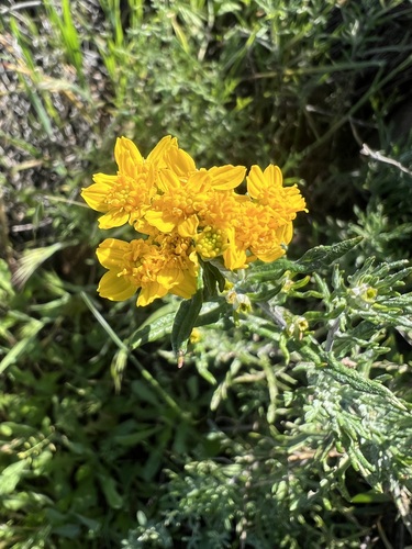 Eriophyllum confertiflorum, photograph 4