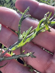 author not stated, no rights reserved Eriophyllum confertiflorum, photograph author not stated, no rights reserved