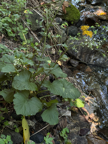 Asian trailplant