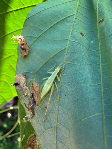Oecanthus longicauda