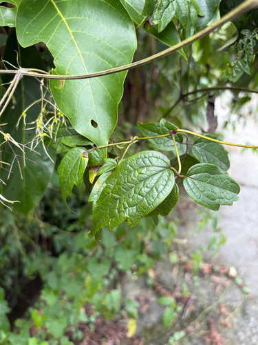 Clematis grata, photograph 4