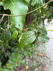 Clematis grata, photograph (c) 呂一起(Lyu yi-chi), some rights reserved (CC BY)