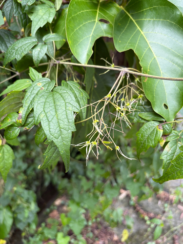 Clematis grata, photograph 3